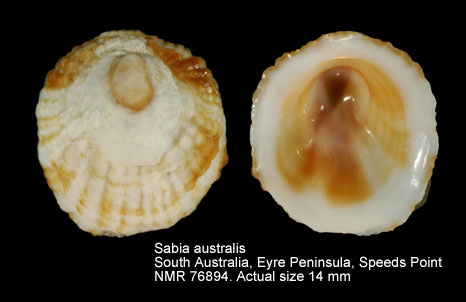 Sabia australis.jpg - Sabia australis(Lamarck,1819)